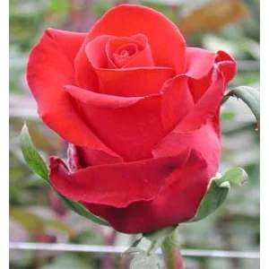 Роза "Forever Young"