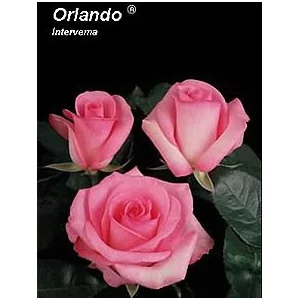 Роза "Орландо"(Orlando)